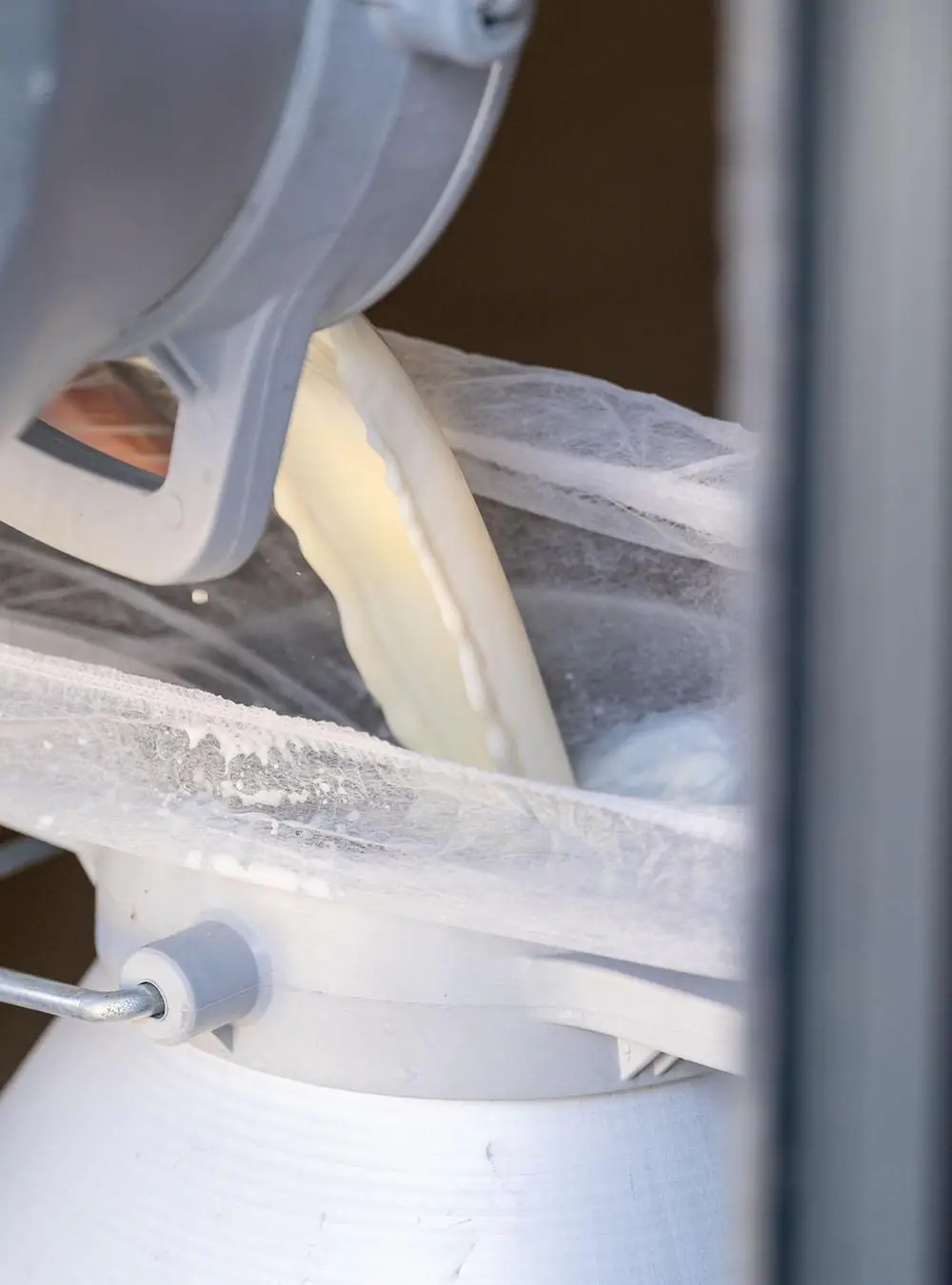 Milk being poured into the vat at the Manici Çiftlik dairy