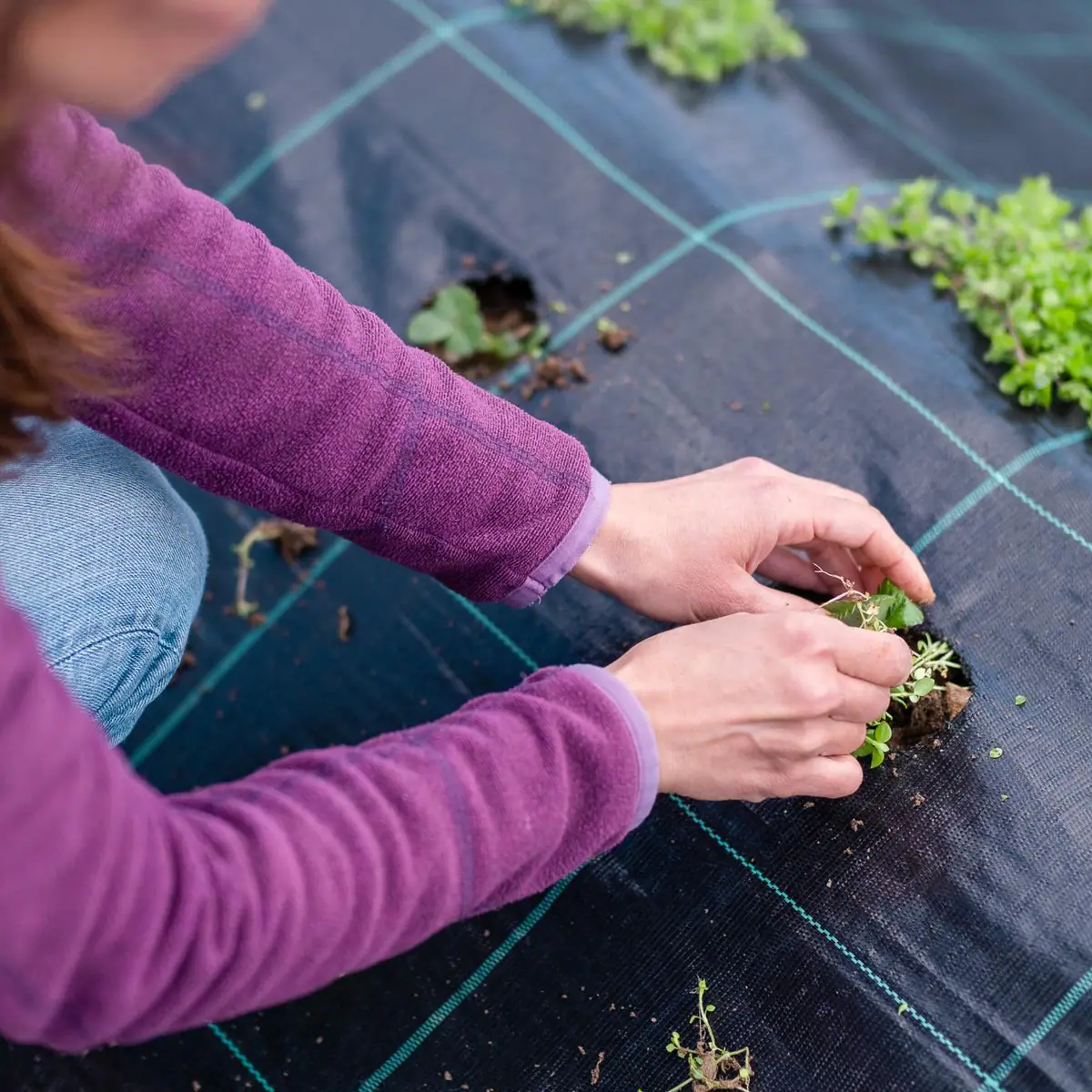 Manici Çiftlik: permaculture