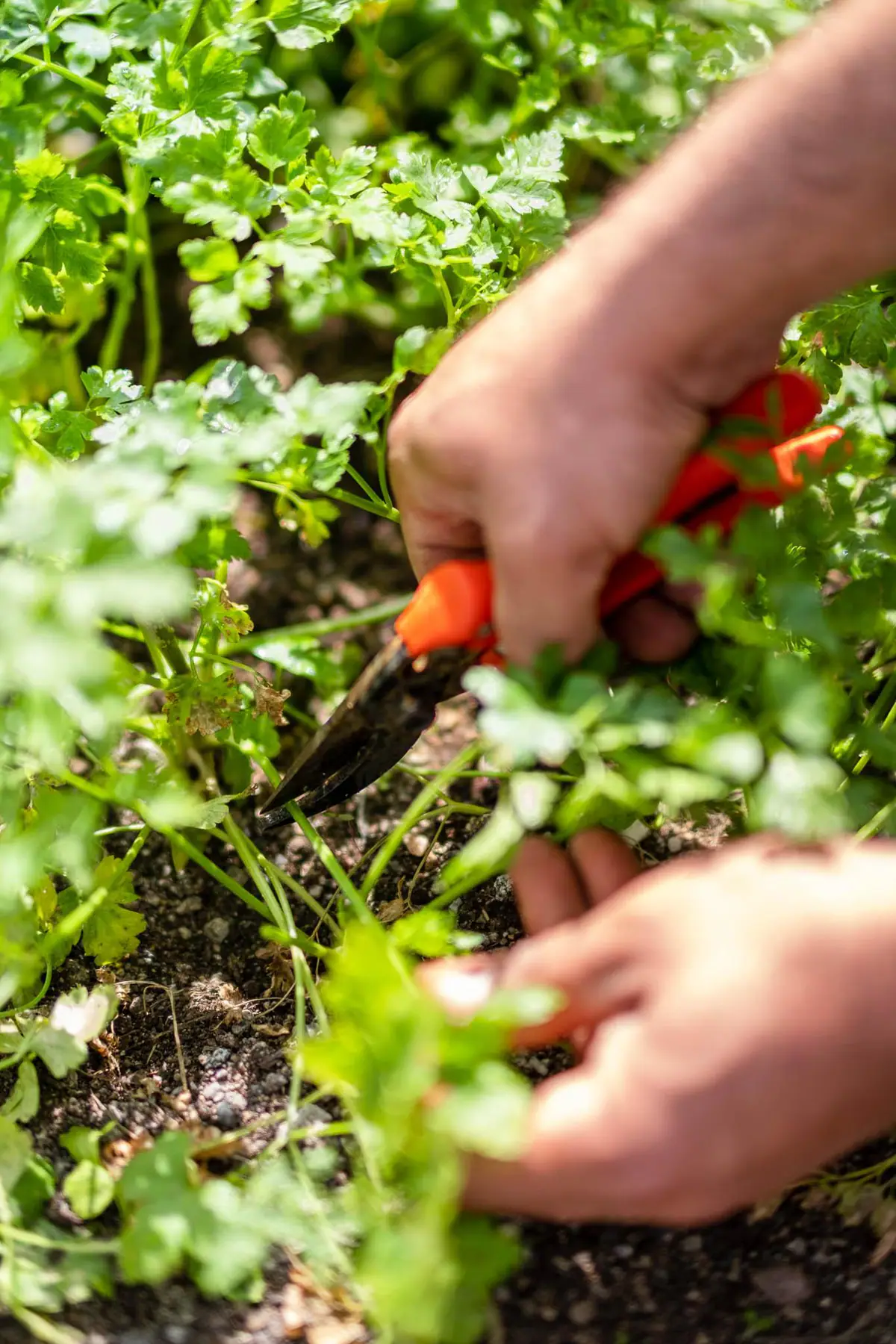 Farm life — Manici Çiftlik 19